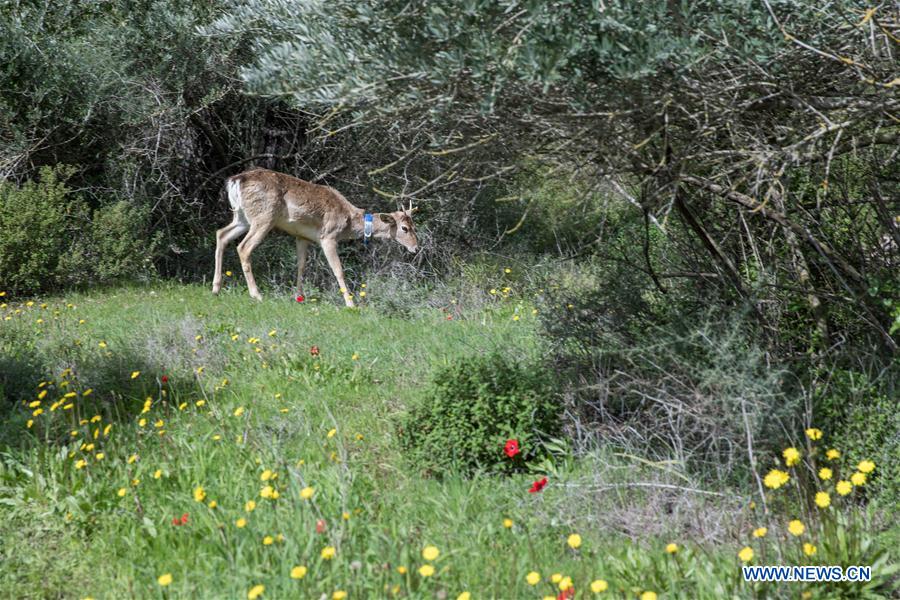 MIDEAST-JERUSALEM-PERSIAN FALLOW DEER-RELEASE