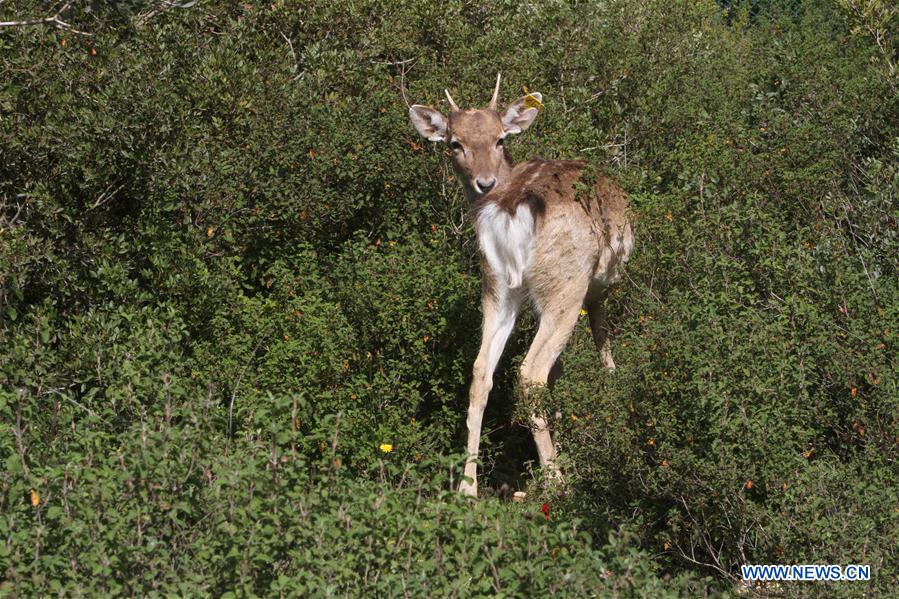 MIDEAST-JERUSALEM-PERSIAN FALLOW DEER-RELEASE