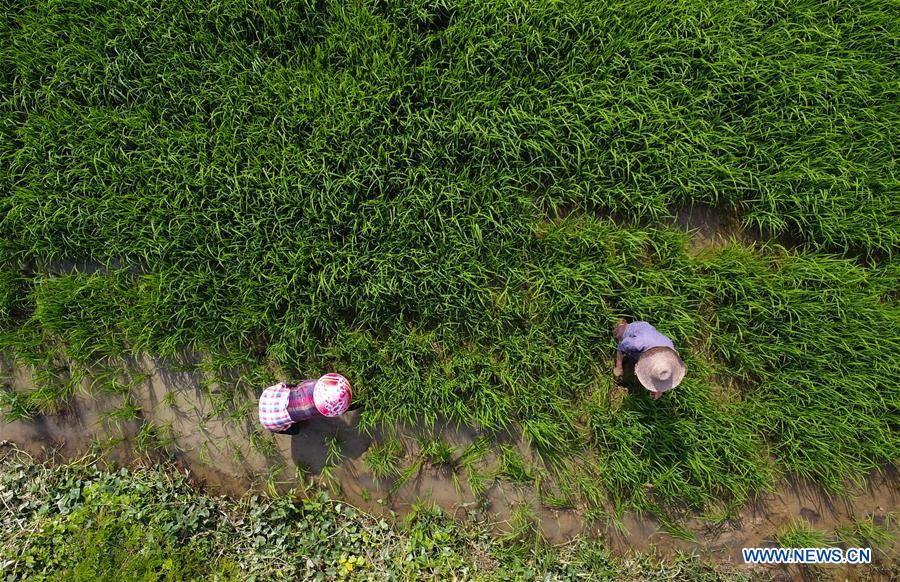 CHINA-HAINAN-WANNING-EARLY SPRING-FARM WORK (CN)