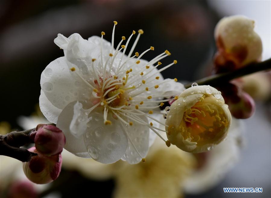 #CHINA-SHANDONG-SPRING-FLOWERS (CN)