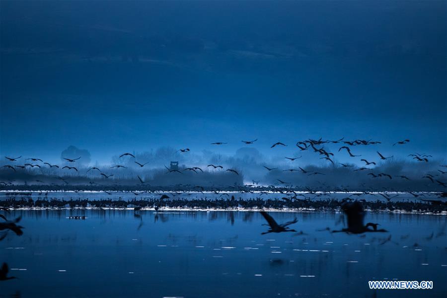 ISRAEL-HULA VALLEY-BIRD-MIGRATION