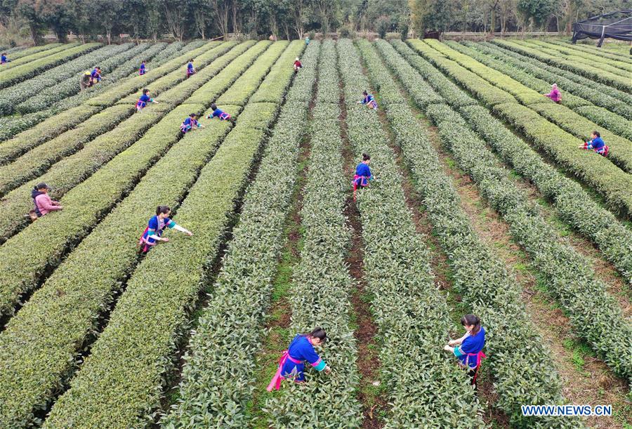 CHINA-GUANGXI-SANJIANG-SPRING TEA-HARVEST (CN)