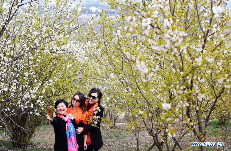 CHINA-SHAANXI-CHERRY FLOWERS (CN)