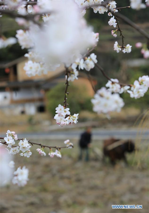 #CHINA-SPRING-FARM WORK (CN)