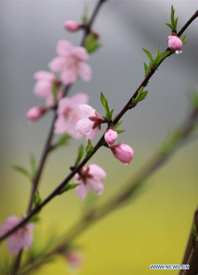 #CHINA-HUNAN-SPRING-FLOWER-RAIN (CN)