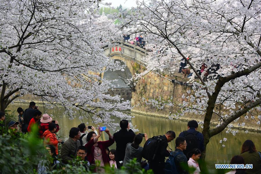 #CHINA-JIANGSU-WUXI-CHERRY BLOSSOMS (CN)