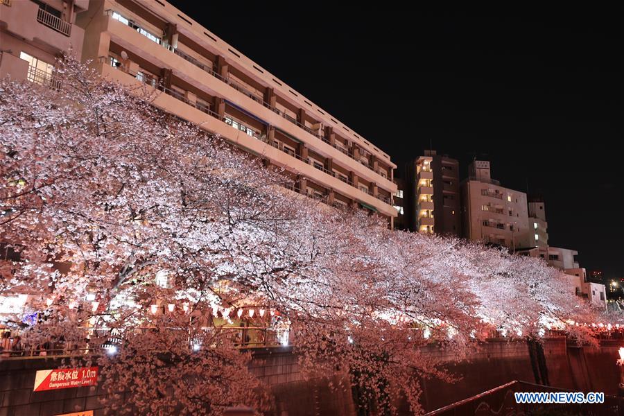 JAPAN-TOKYO-MEGURO RIVER-CHERRY BLOSSOM