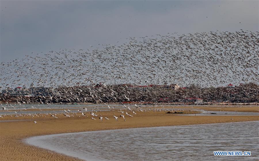 CHINA-QINHUANGDAO-MIGRATORY BIRDS (CN)