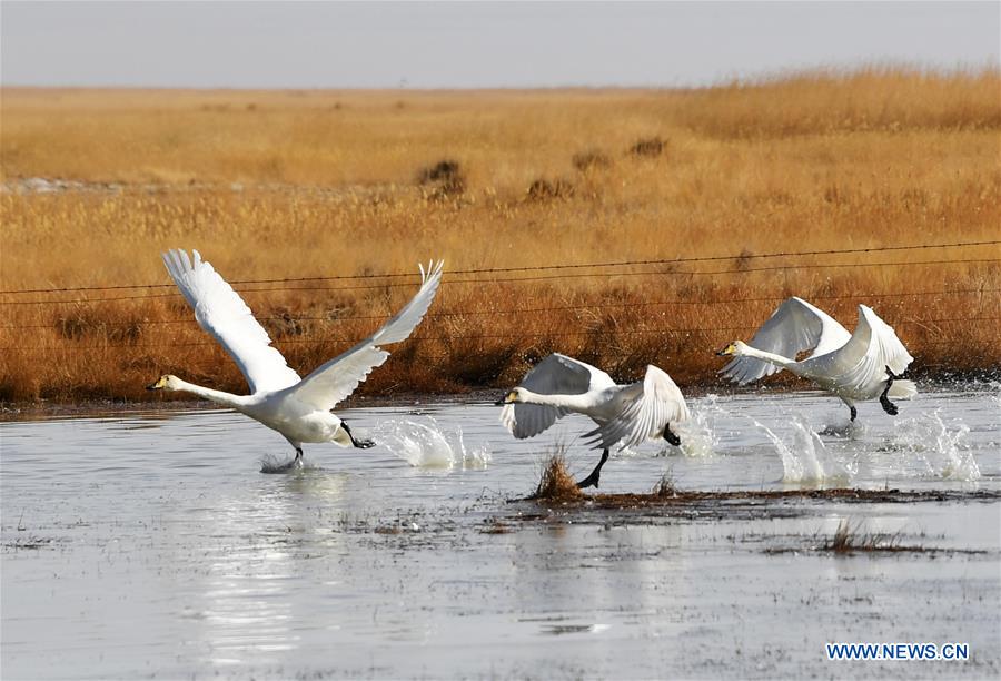 CHINA-GANSU-AKSAY-MIGRATORY BIRDS (CN)