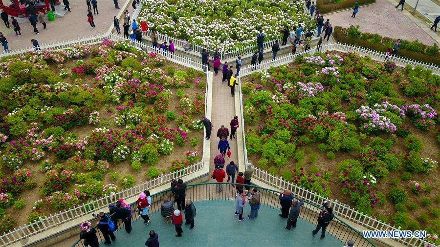 CHINA-SHANDONG-HEZE-PEONY-FLOWERS (CN)