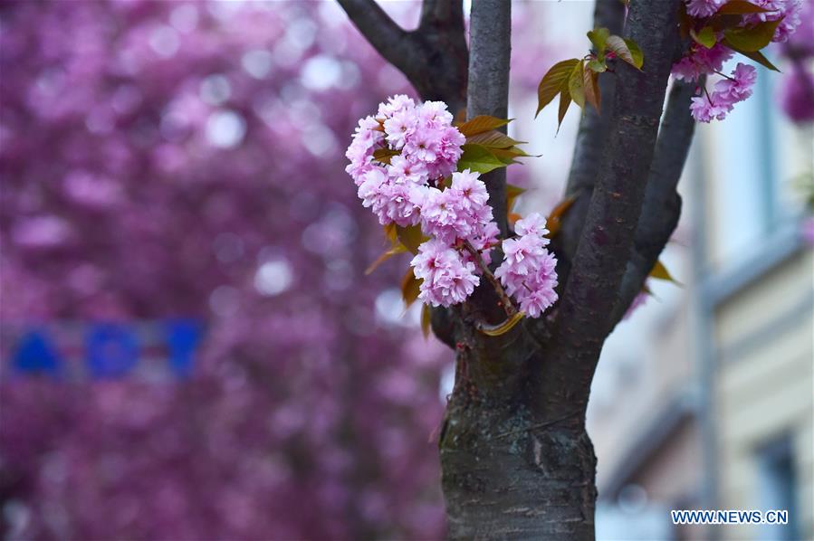 GERMANY-BONN-CHERRY-BLOSSOM