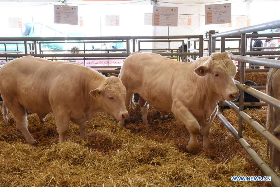 MOROCCO-MEKNES-AGRICULTURE-FAIR