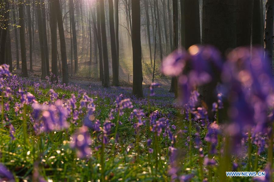 BELGIUM-BRUSSLES-NATURE-BLUEBELLS