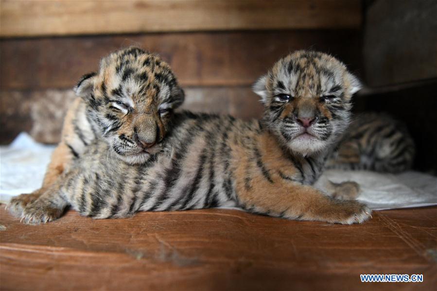 CHINA-HEILONGJIANG-HAILIN-TIGER CUBS (CN)