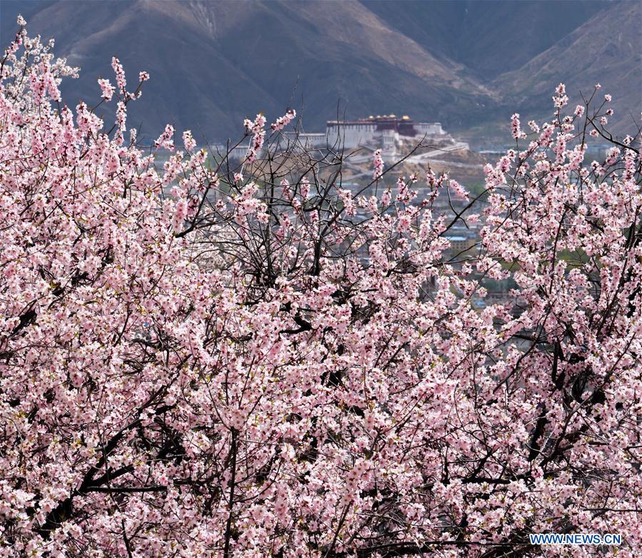 CHINA-TIBET-PABONKA HERMITAGE-SCENERY (CN)