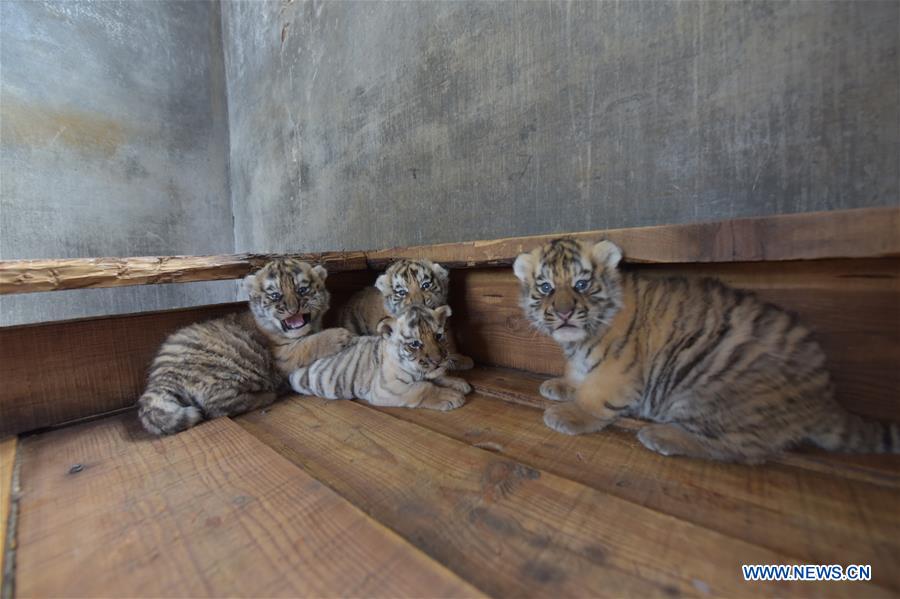 #CHINA-HEILONGJIANG-SIBERIAN TIGER-BREEDING (CN)