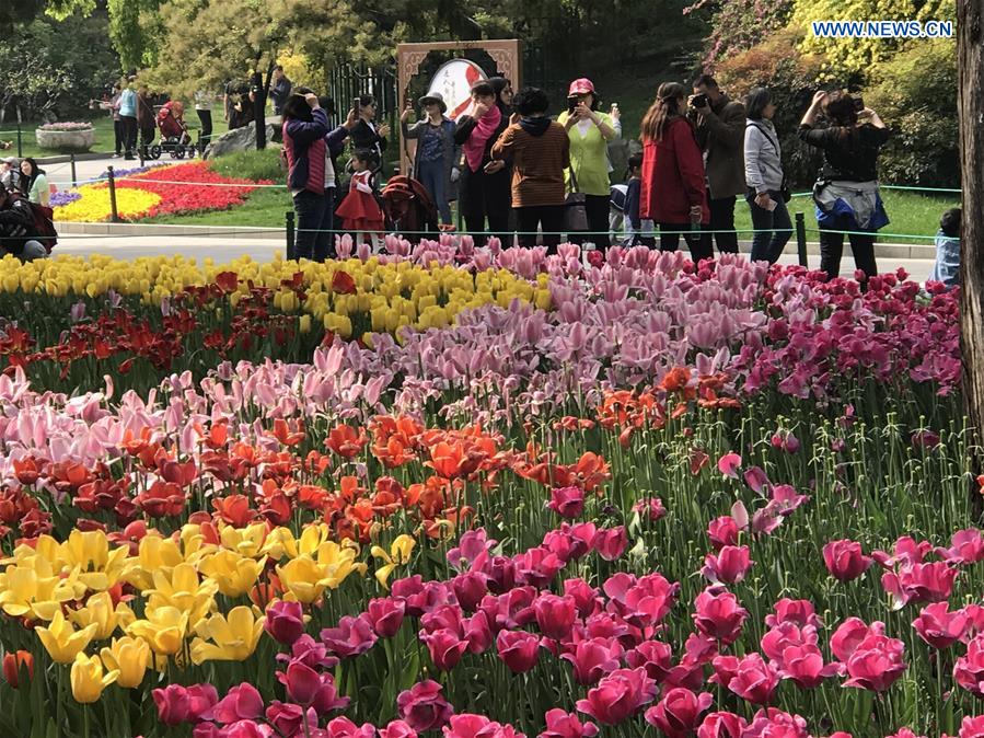 (BeijingCandid)CHINA-BEIJING-SPRING-FLOWERS (CN)