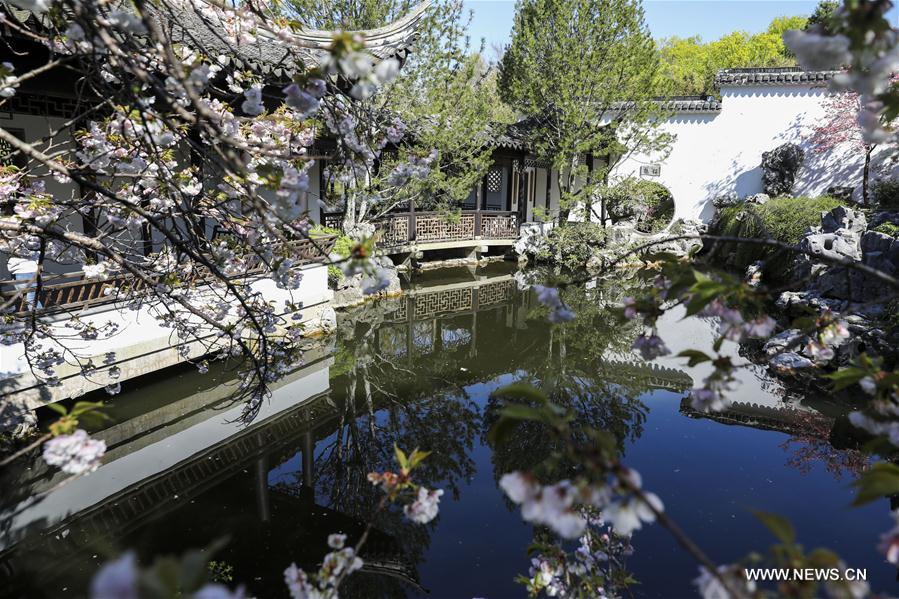 U.S.-NEW YORK-CHINESE SCHOLAR'S GARDEN-SPRING SCENERY