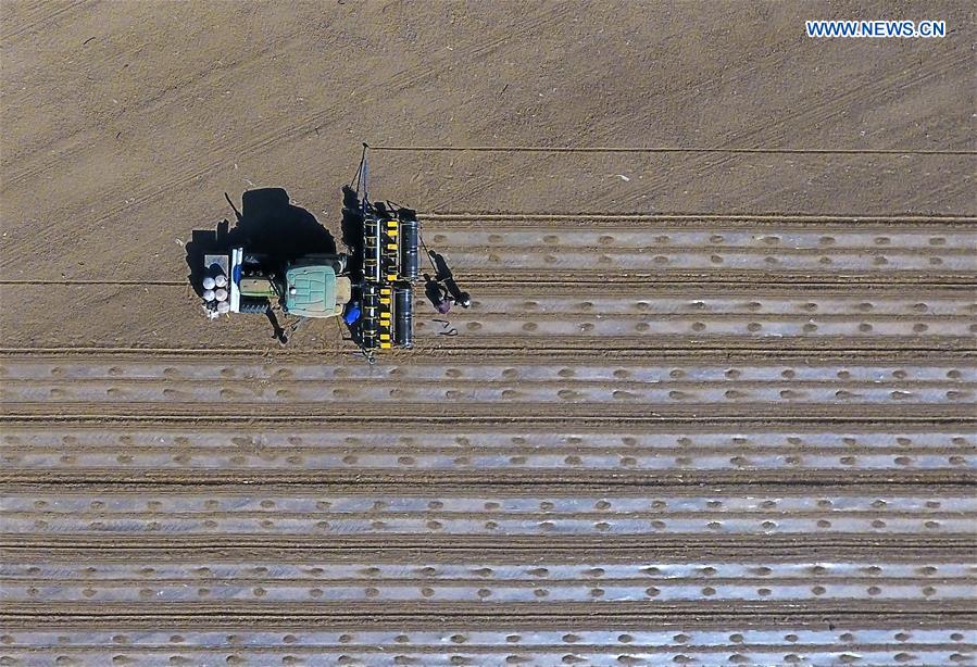 CHINA-XINJIANG-SPRING-FARMING (CN)