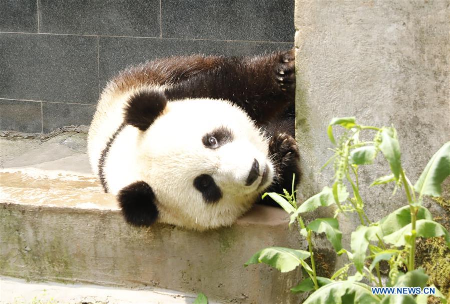 CHINA-SICHUAN-GIANT PANDA-RUSSIA-QUARANTINE (CN)