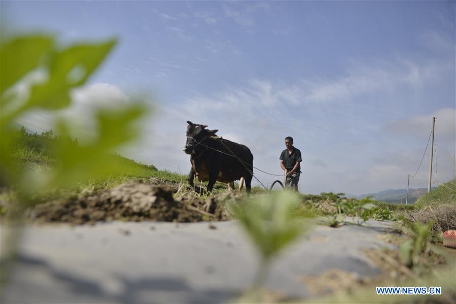 #CHINA-LABOR DAY HOLIDAY-FARMING (CN)