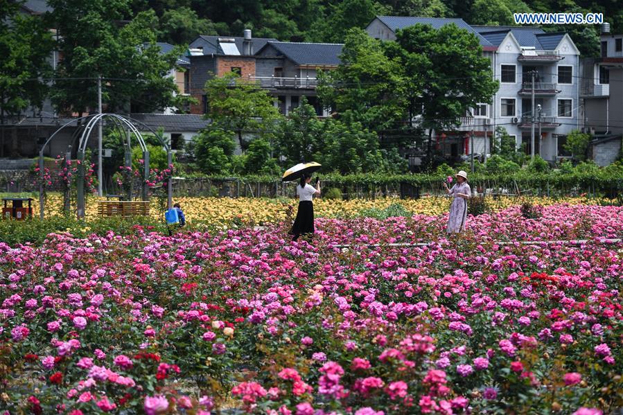 CHINA-ZHEJIANG-HANGZHOU-ROSE GARDEN (CN)