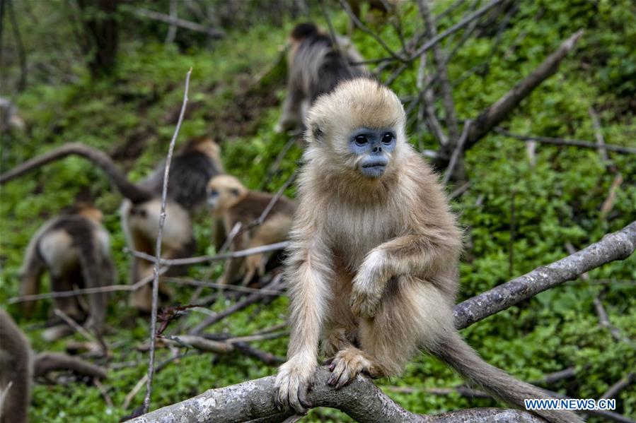 CHINA-HUBEI-SHENNONGJIA-GOLDEN MONKEY (CN)