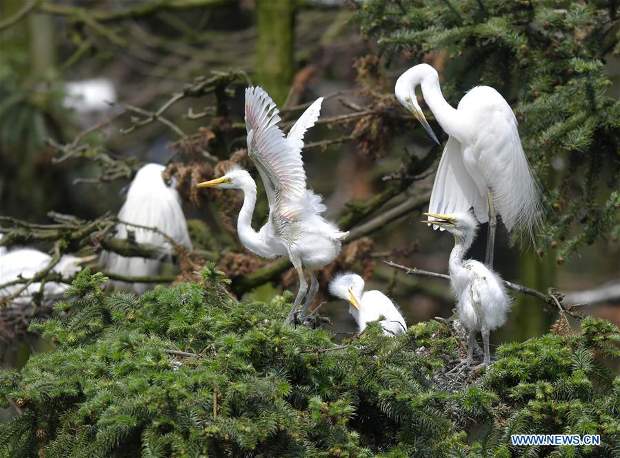 CHINA-JIANGXI-NANCHANG-EGRET (CN)