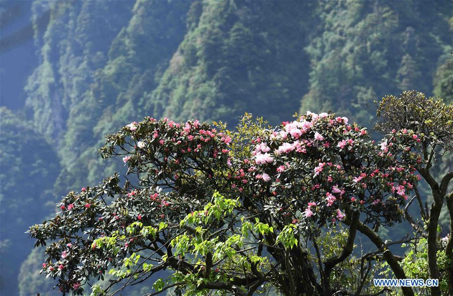 CHINA-SICHUAN-MOUNT EMEI-SCENERY (CN)