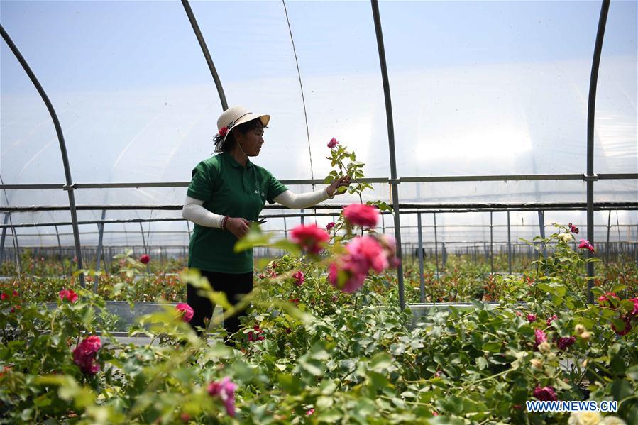 CHINA-ANHUI-TONGYANG-FLOWER ECONOMY(CN)