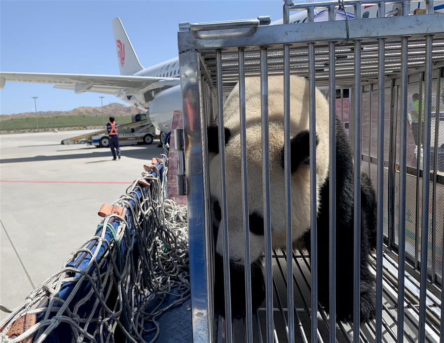 CHINA-QINGHAI-XINING-GIANT PANDAS (CN)