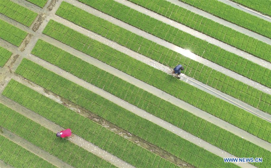 #CHINA-SUMMER SOLSTICE-FARMING (CN)