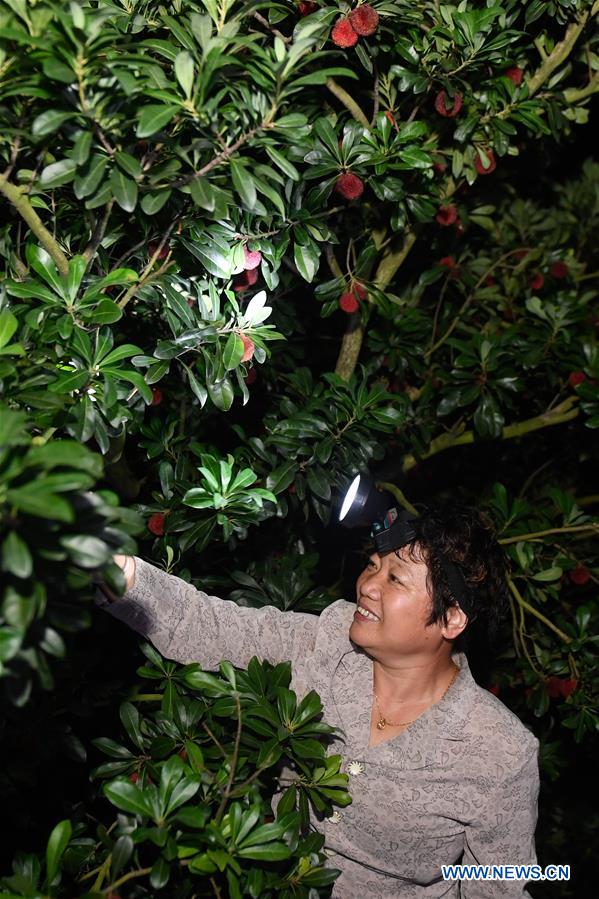 CHINA-ZHEJIANG-XIANJU-CHINESE BAYBERRY-HARVEST (CN)