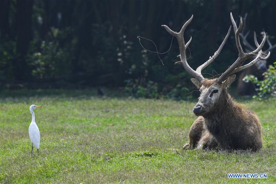 CHINA-JIANGSU-MILU NATIONAL NATURE RESERVE-POPULATION-GROWTH (CN)