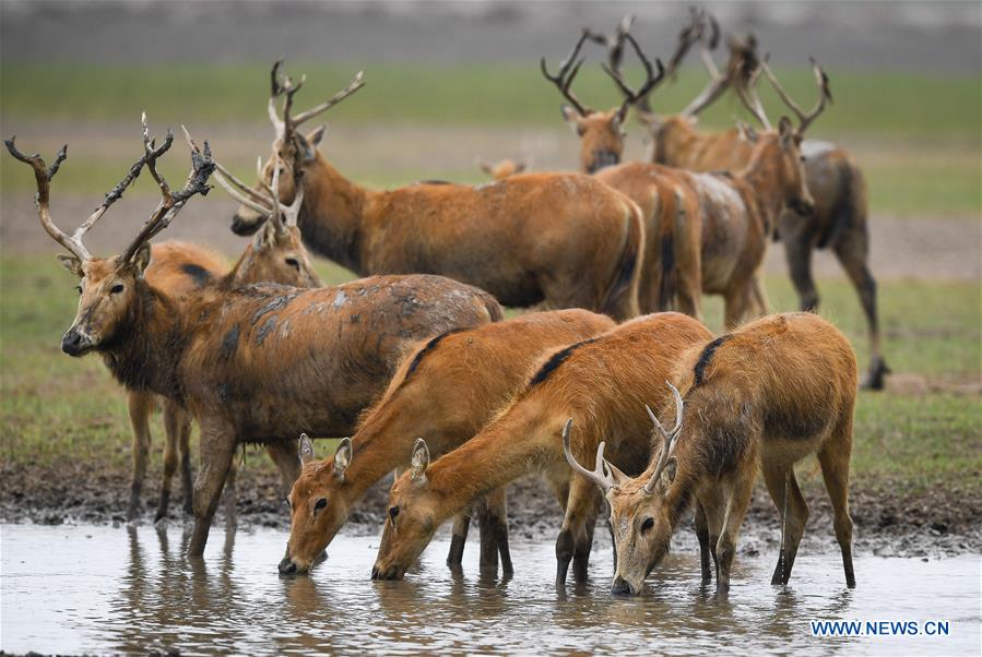 CHINA-JIANGSU-MILU NATIONAL NATURE RESERVE-POPULATION-GROWTH (CN)