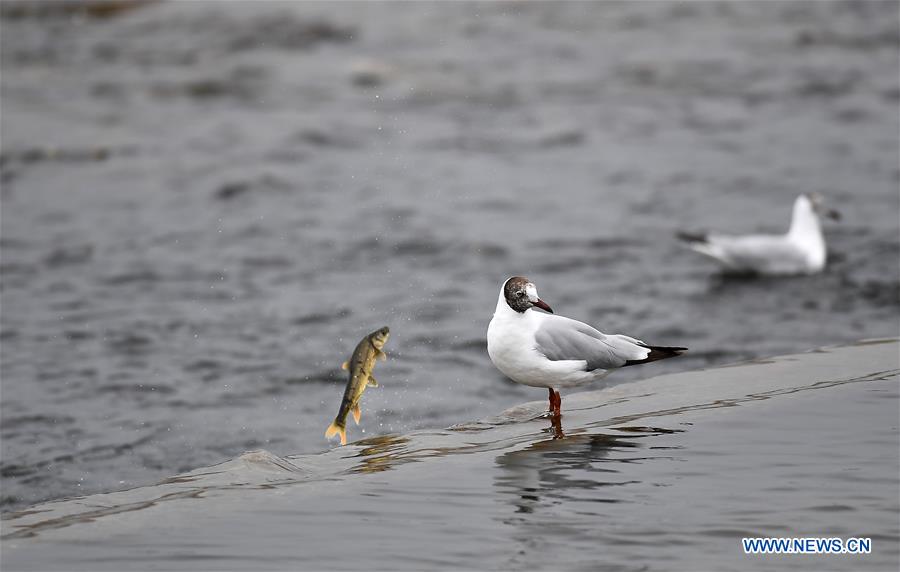 CHINA-QINGHAI-NAKED CARP-MIGRATION-SPAWNING (CN)