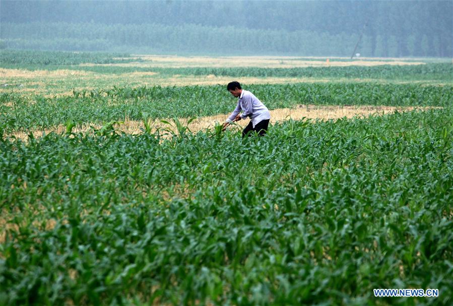 #CHINA-LESSER HEAT-FARMING (CN)