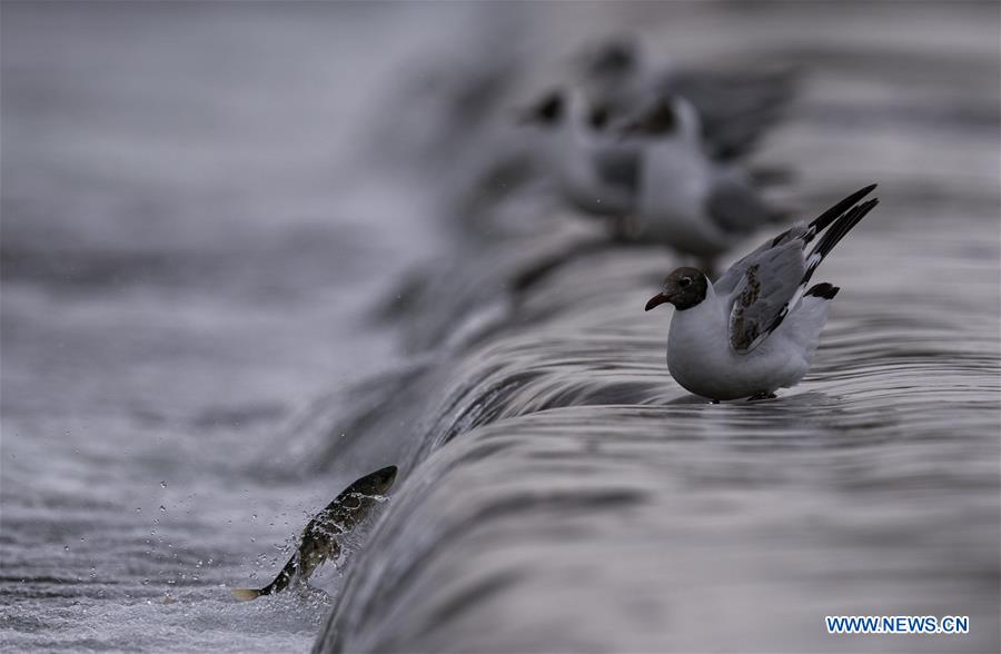 XINHUA PHOTOS OF THE DAY