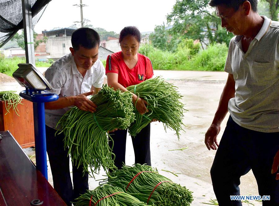 CHINA-GUANGXI-LIUZHOU-RIVER SNAIL RICE NOODLES-INGREDIENT-LONG BEAN (CN)