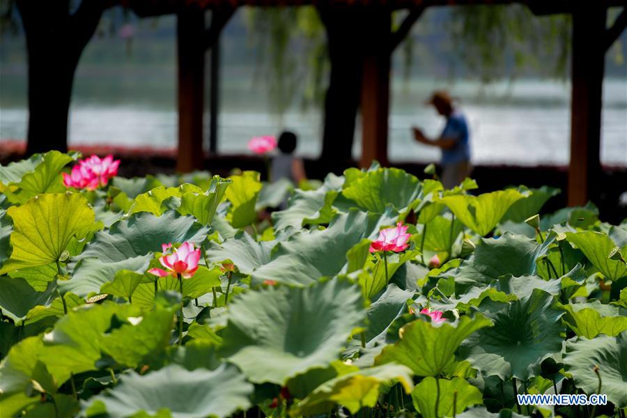 CHINA-CHANGSHA-LOTUS (CN)