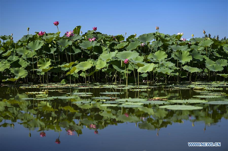 CHINA-YINCHUAN-LOTUS-BLOSSOM(CN)