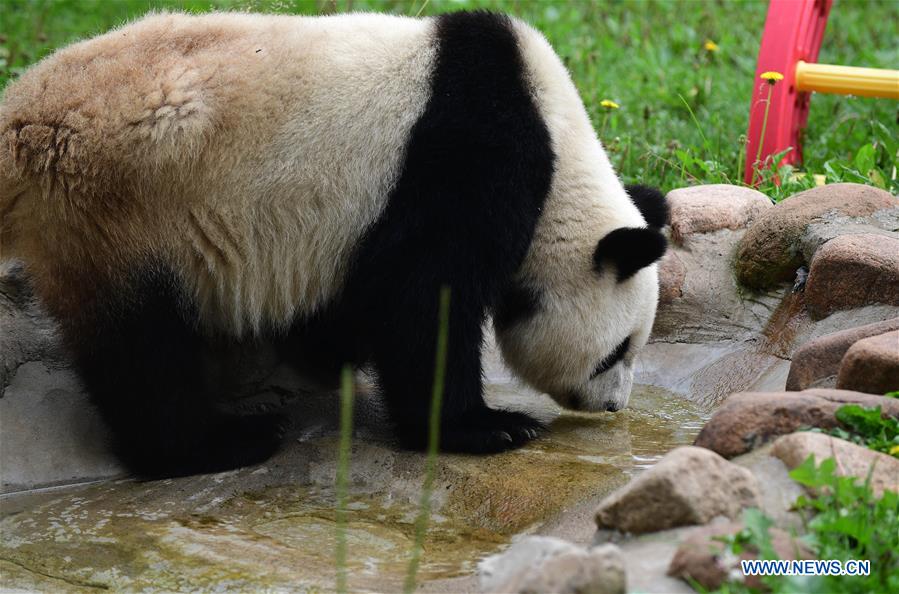 CHINA-CHANGCHUN-SUMMER-GIANT PANDA (CN)