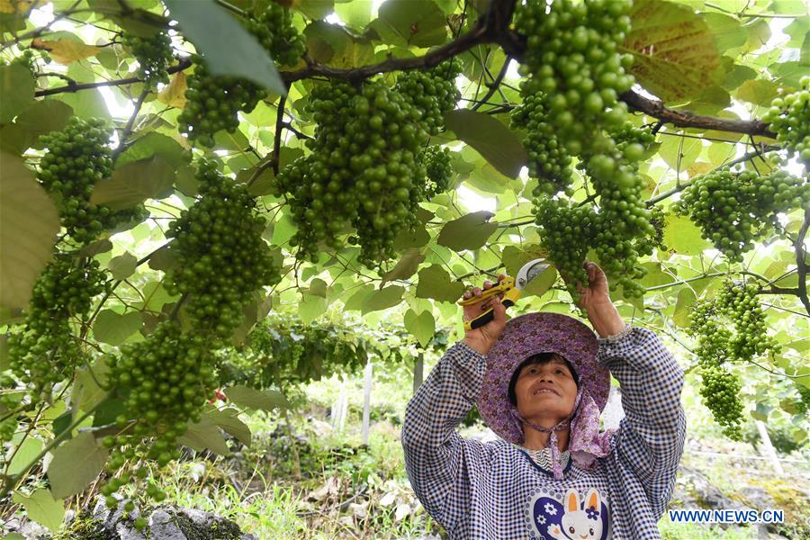 CHINA-GUANGXI-DU'AN-GRAPES-ECONOMY (CN)