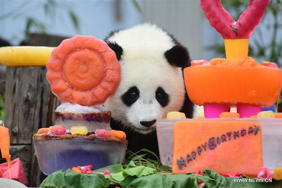 CHINA-SICHUAN-GIANT PANDA-BIRTHDAY PARTY (CN)