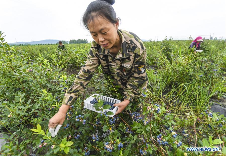 CHINA-HEILONGJIANG-BLUEBERRY-HARVEST (CN)