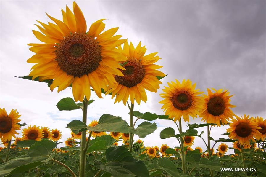 CHINA-GANSU-BAIYIN-SUNFLOWER (CN)