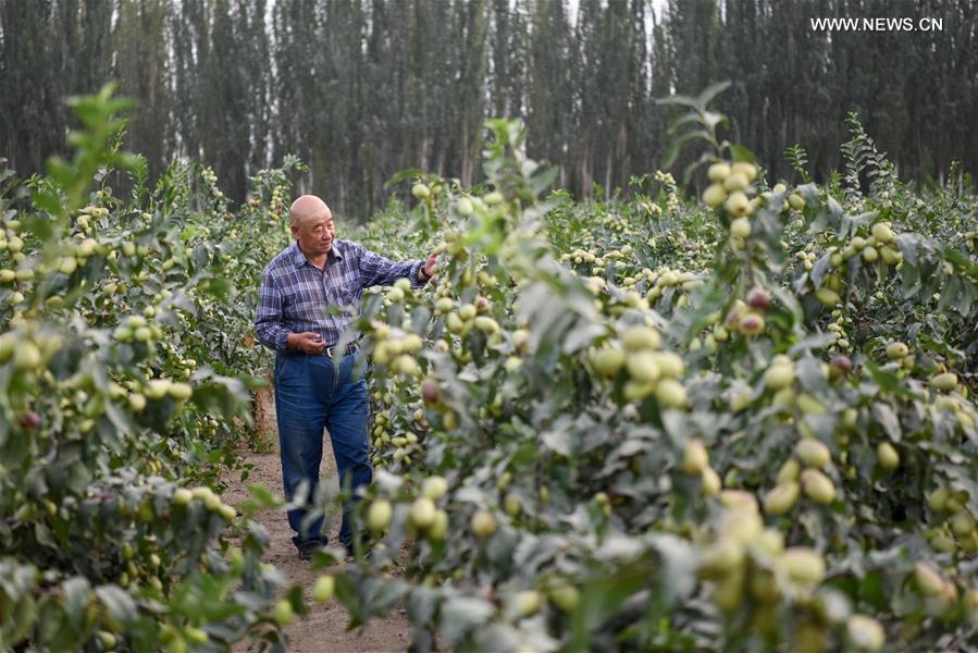 CHINA-XINJIANG-POVERTY ALLEVIATION (CN)