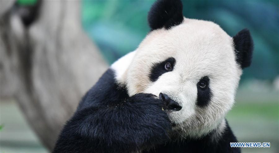 CHINA-TAIPEI-GIANT PANDAS-MID-AUTUMN FESTIVAL (CN)