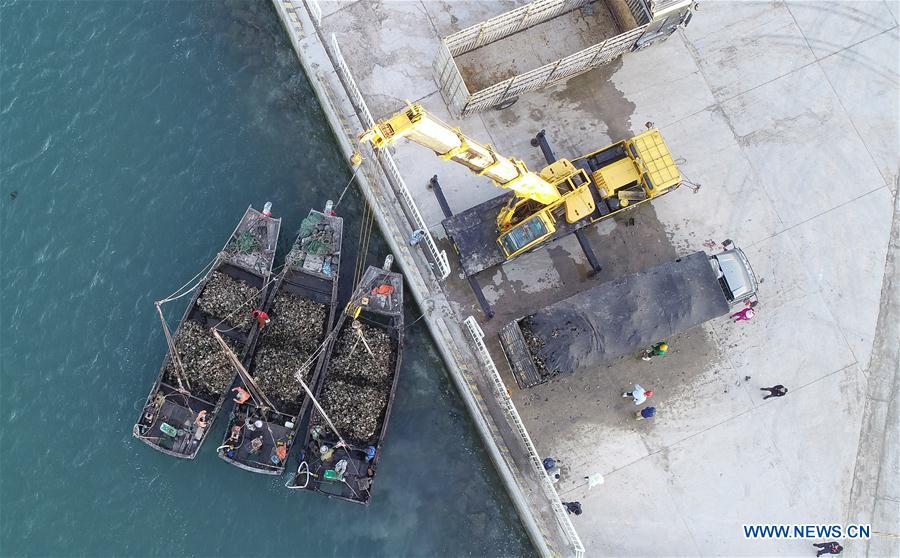 CHINA-LIAONING-DALIAN-OYSTER-HARVEST (CN)