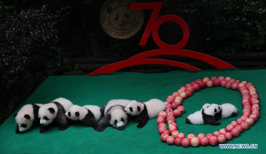 CHINA-CHENGDU-GIANT PANDA-CUBS (CN)